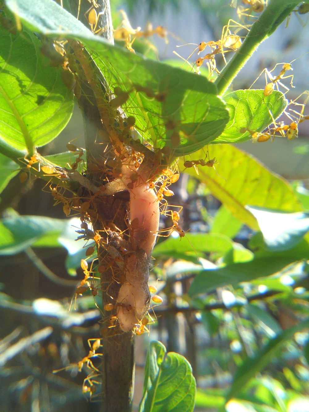 ant&gecko, #gecko,#ant,#animals,#insects,#natural,#mobile_photography, 