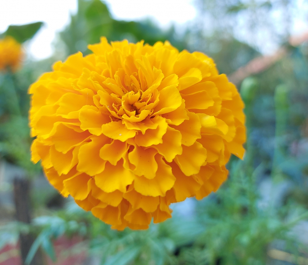 Marigold flower close up image, chendumalli flower close up,Marigold flowers,flower,yellow flower,orange flower