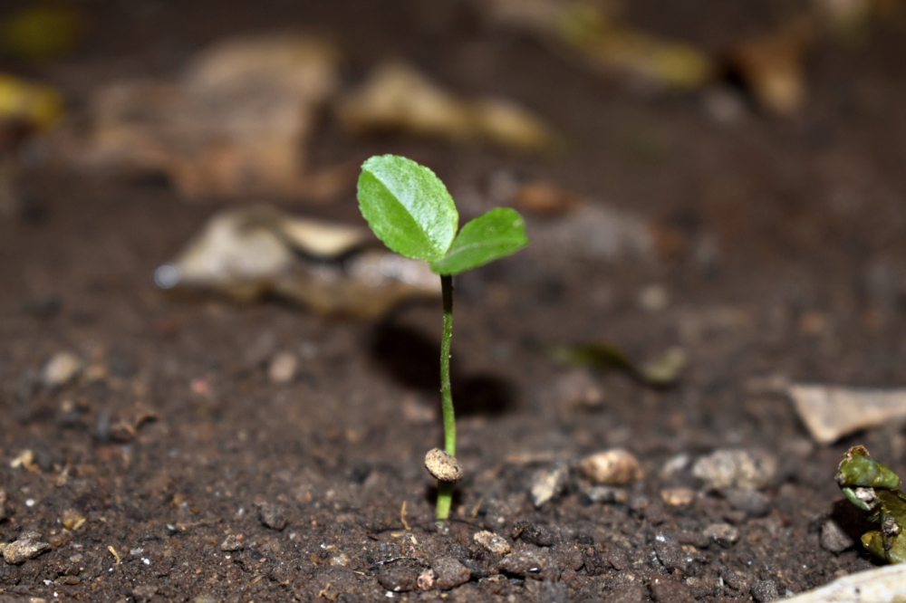 Nature, #Nature #background #wallpaper #hdclicks #fullHD#fksayyad @f.k.sayyad, 