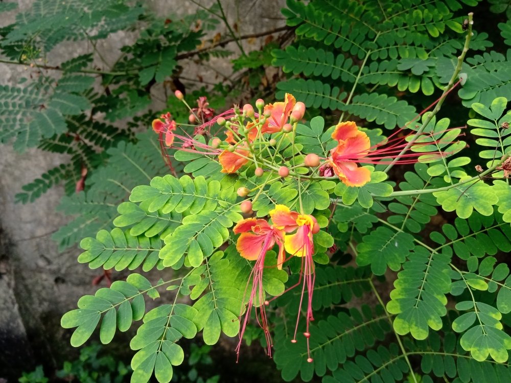 Peacock flower, colorful