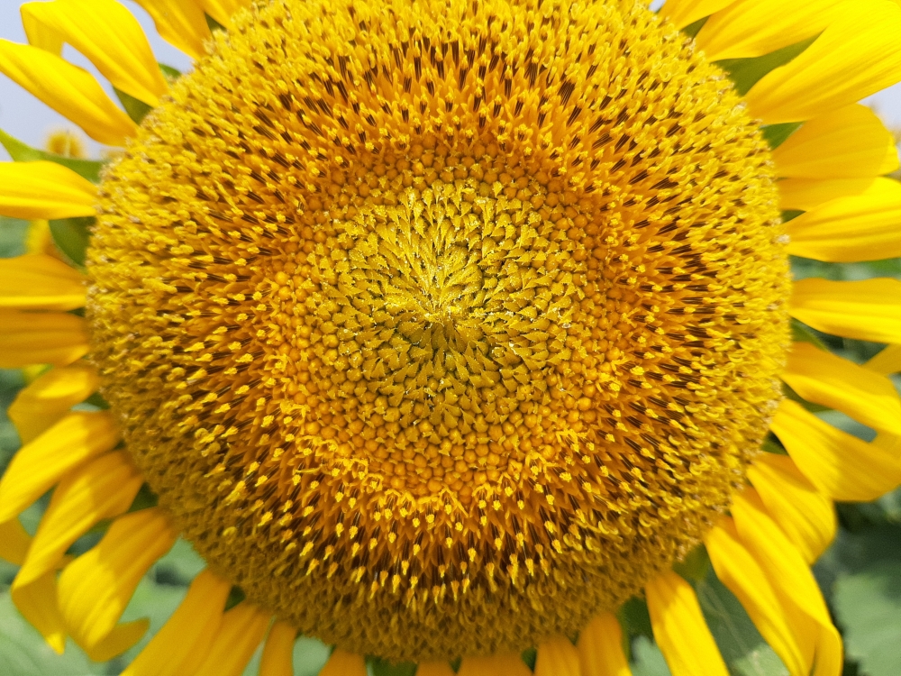 Sunflower, Flower,yellow,green,sunflower,nature