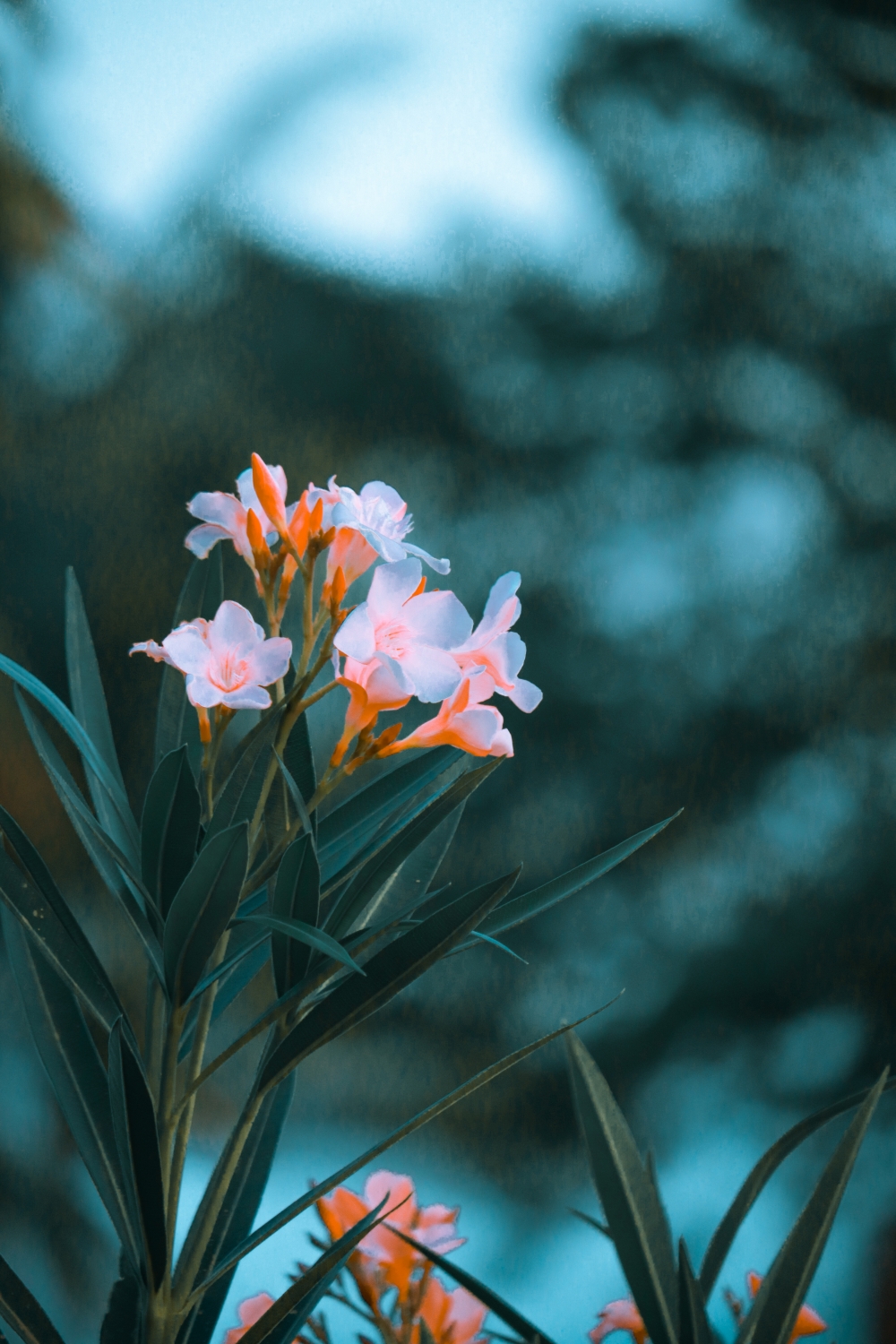 Nature, Flower, #canonclick, #black #portrait #oldage #canonphotography, Flowers, 