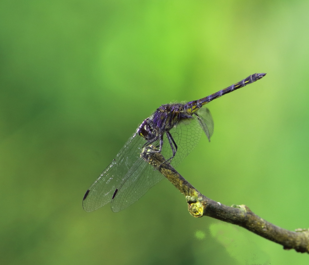 Dragaonfly , #dragonfly #photograph #macroshoot,