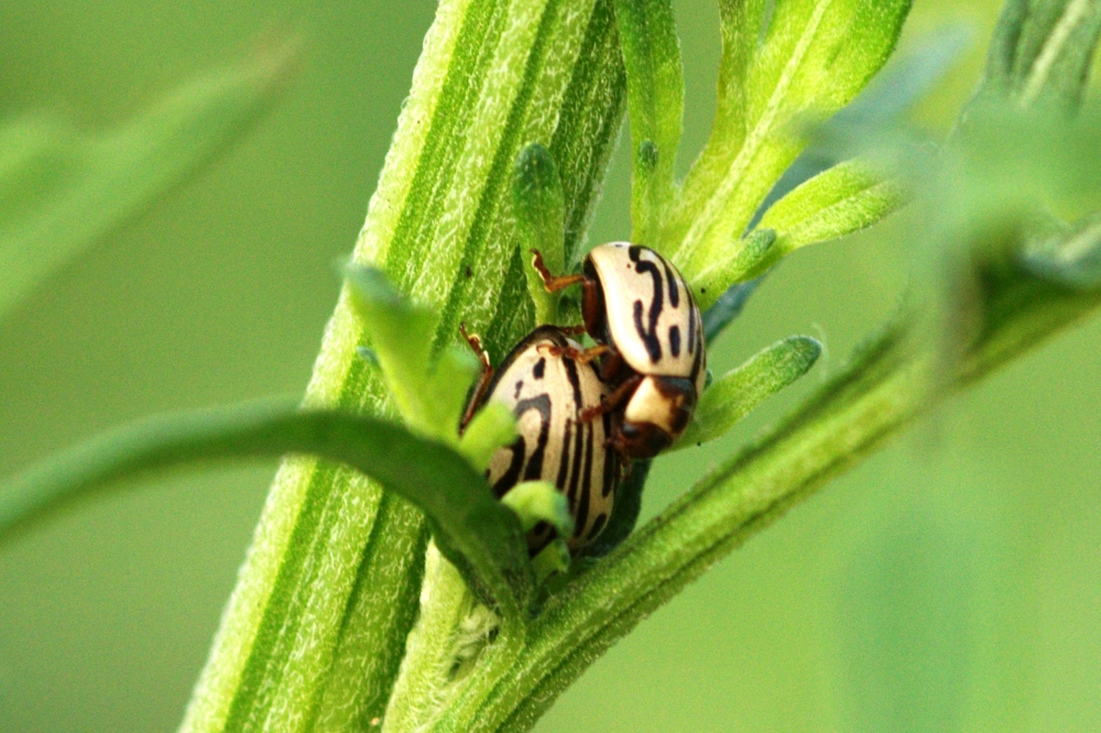mating of insect, #insect#nature#mating#natural