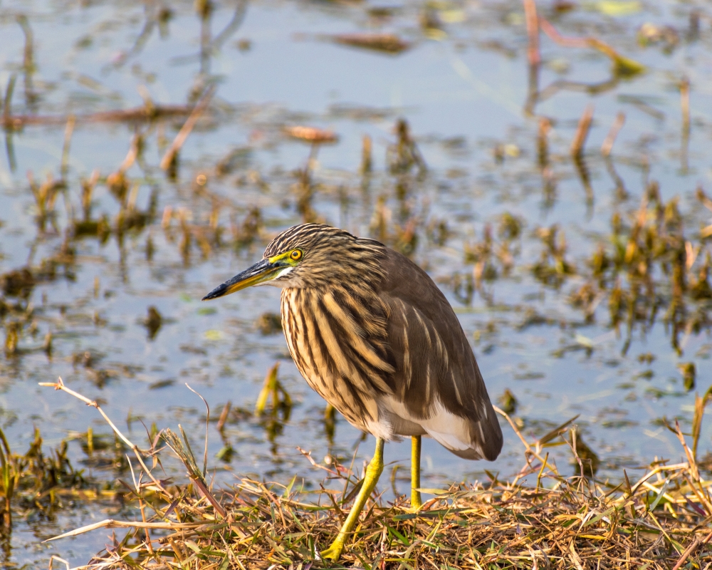 Indian pond heron, birds,wild,birdslife,beauty,