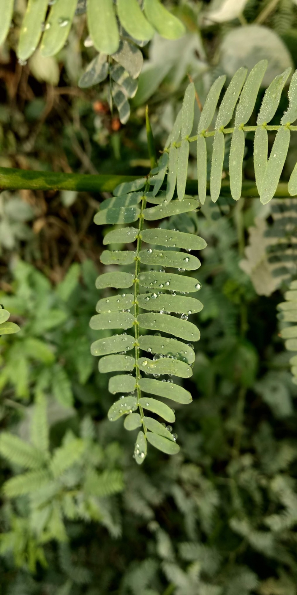 Wet, plants
