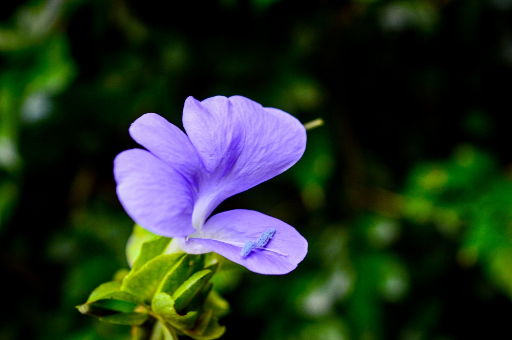 beautiful flower of jungle, nature, photography,love,instagood,photooftheday,travel,sky,beautiful,art,naturephotography,like,landscape,sunset,photo,picoftheday,instagram,sun,beach,life,winter,sea,fun,cute,clouds,happy,naturelovers,summer, flowar,wild, Jungle  