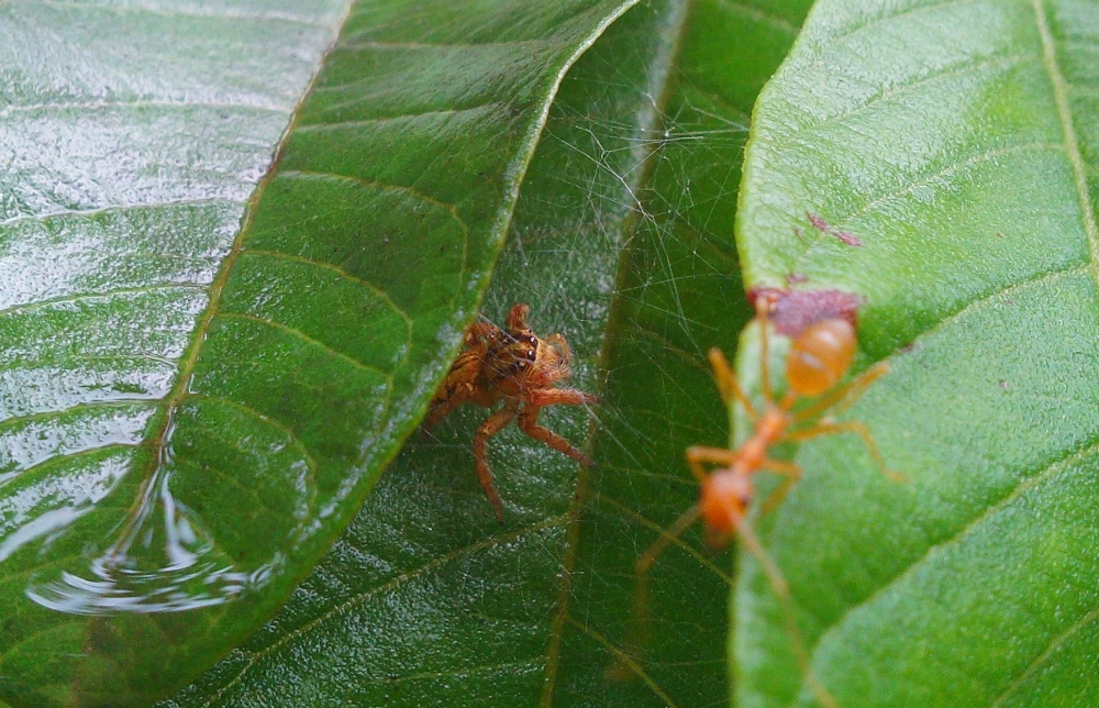spider in the leaf, spider, insects, 