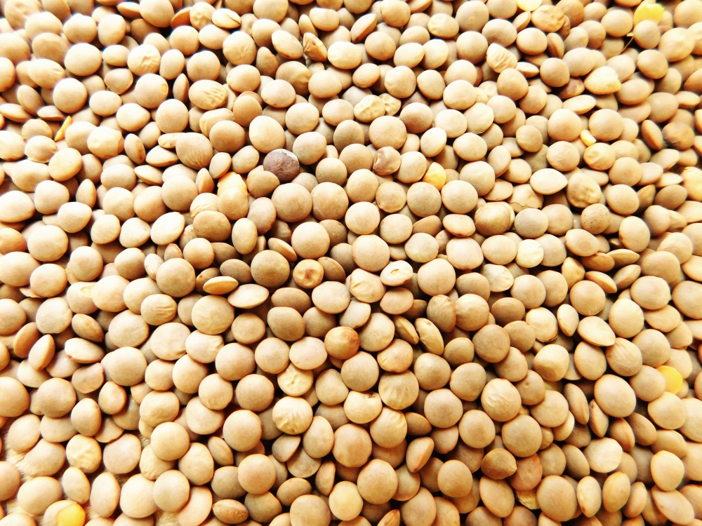 Lentils, closeup, legume, food, lentil, dry, raw, ingredient, diet, vegetarian, uncooked, protein, seed, pulse, brown, fiber, whole, wooden, healthy, background, nutrition, natural, organic, bean, grain, cooking, vegetable, bowl, small, hull, edible