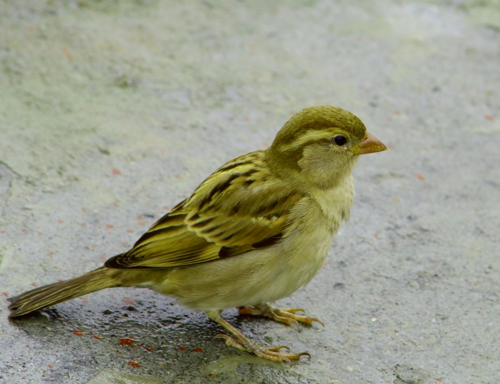 beautiful house sparrow, bird,sparrow,chidiya,small,house,animal,wild,nature
