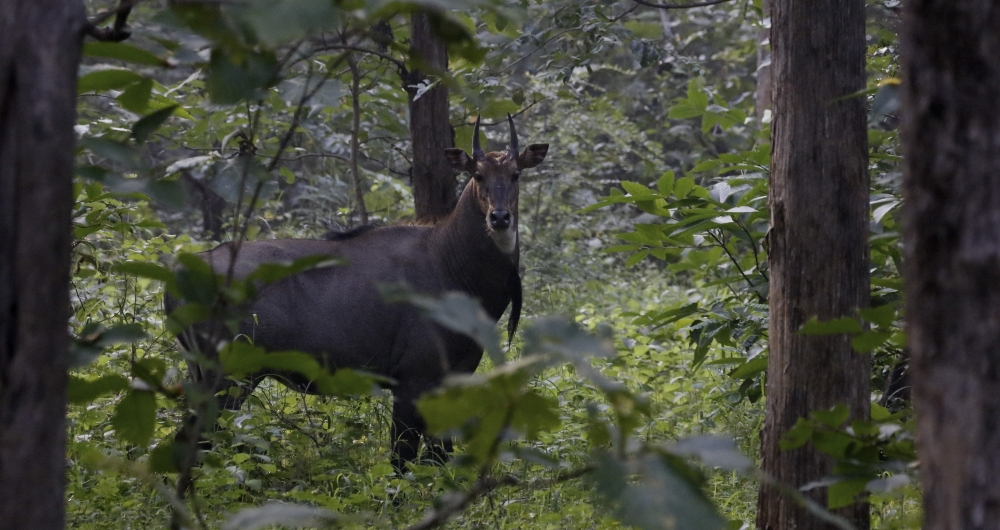Nil Gail Male, intothewild, wildlife, mammal, nature, beautiful, nilgai, male