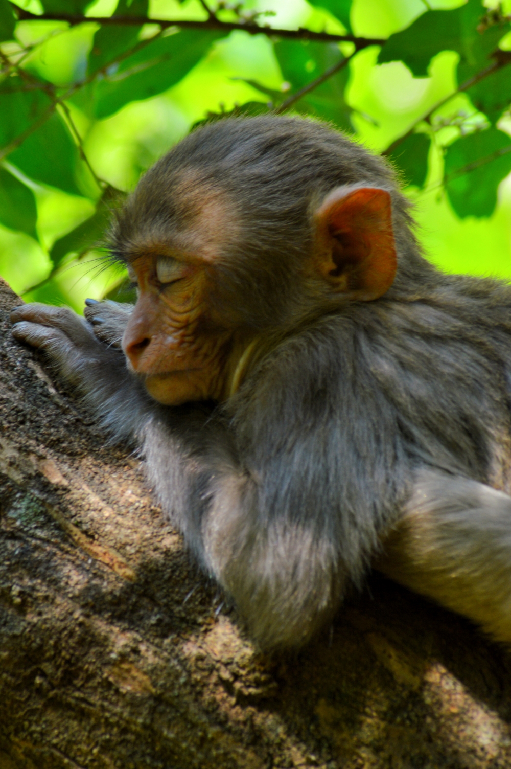 rest time ,  monkeys Bastar nationalpark wildlife 