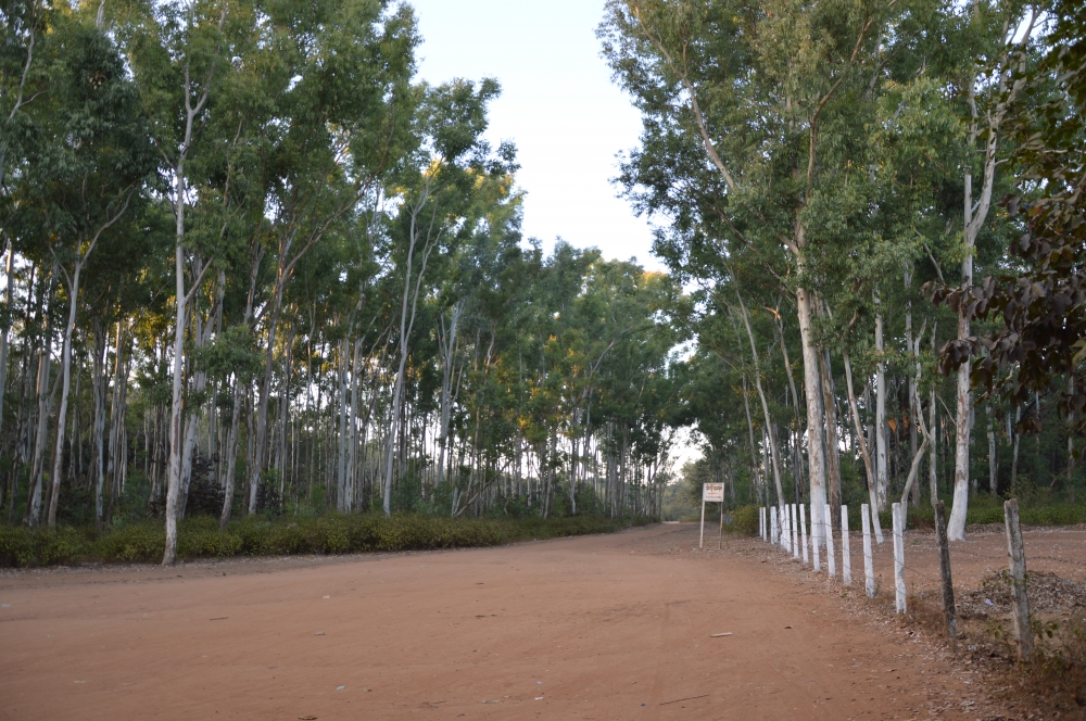 A NICE HILLY PATH BETWEEN GREEN TREES, Green, forest, walking pathway, Nature, Trees, wallpaper, PANCHMARI, HILLY , RED SOIL, tourist destination, 