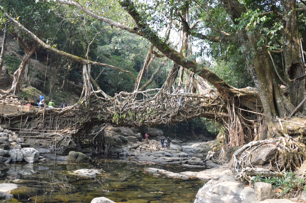 LIVING  ROOT  BRIDGE  OF  NORTH EAST  INDIA, Root, Trees, Architecture, HILL, River, Green, HILLY AREA, Leaves, stones, 