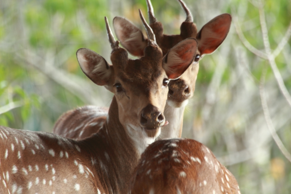 We three, Nature,  spotted,  deer,  Sundarban,  wildlife 