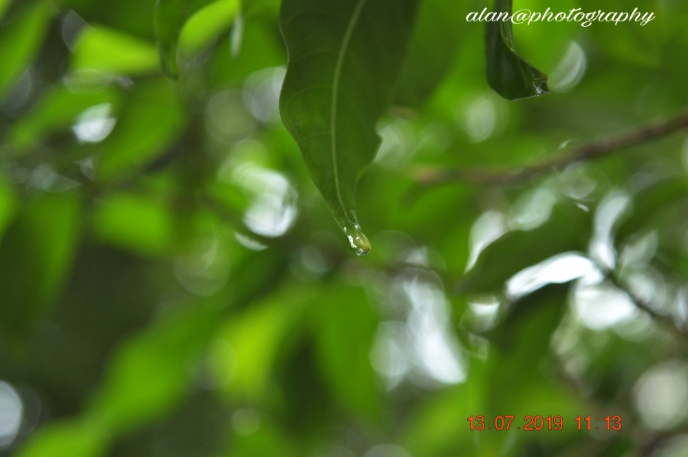 Dew drop, #nature #paddy #rainfall #field #village, 