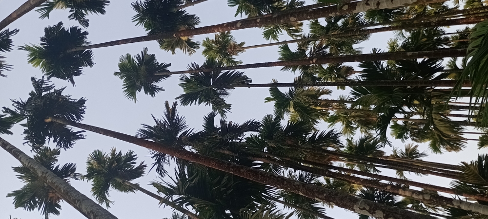 Aracnut trees , Aracnut trees 