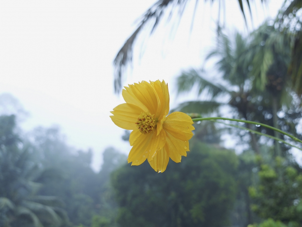 Cosmos flower , Cosmos,flower,beautiful background of cosmos flower,Cosmos flower, ulam raja,Yellow  Cosmos,Cosmos sulphureus