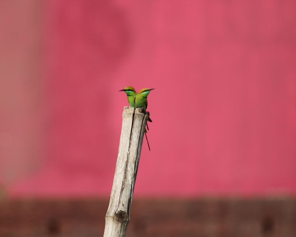 Pair Green Bee Eater, Green,  beeeater,  beautiful,  pair,  wildlife,  Birdgraphy,  nature