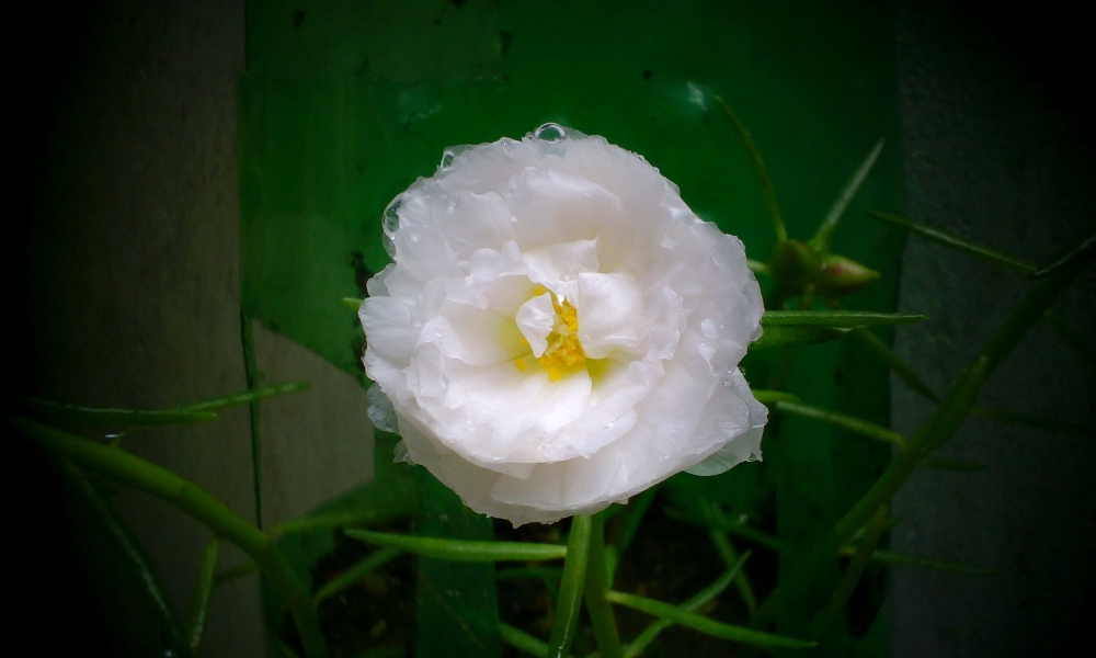white flower 2, flower, white flower, beautiful flower