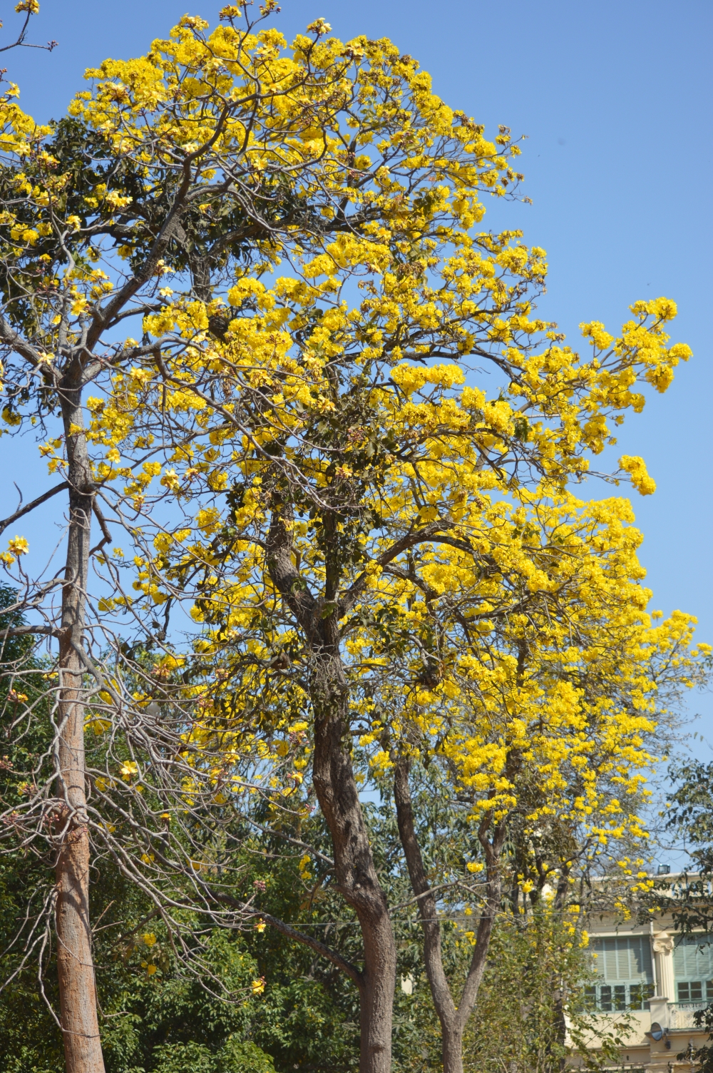 COLOR OF SPRING,  TREE  WITH  YELLOW FLOWERS, Trees, yellow, colorful, spring, spring season, Blooming, Nature, wallpaper, Leaf & Petal, 