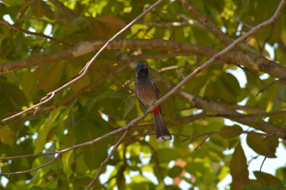 Red vented bulbul , #wildlife #bird, birds wildlife Bastar Indianbirds, 