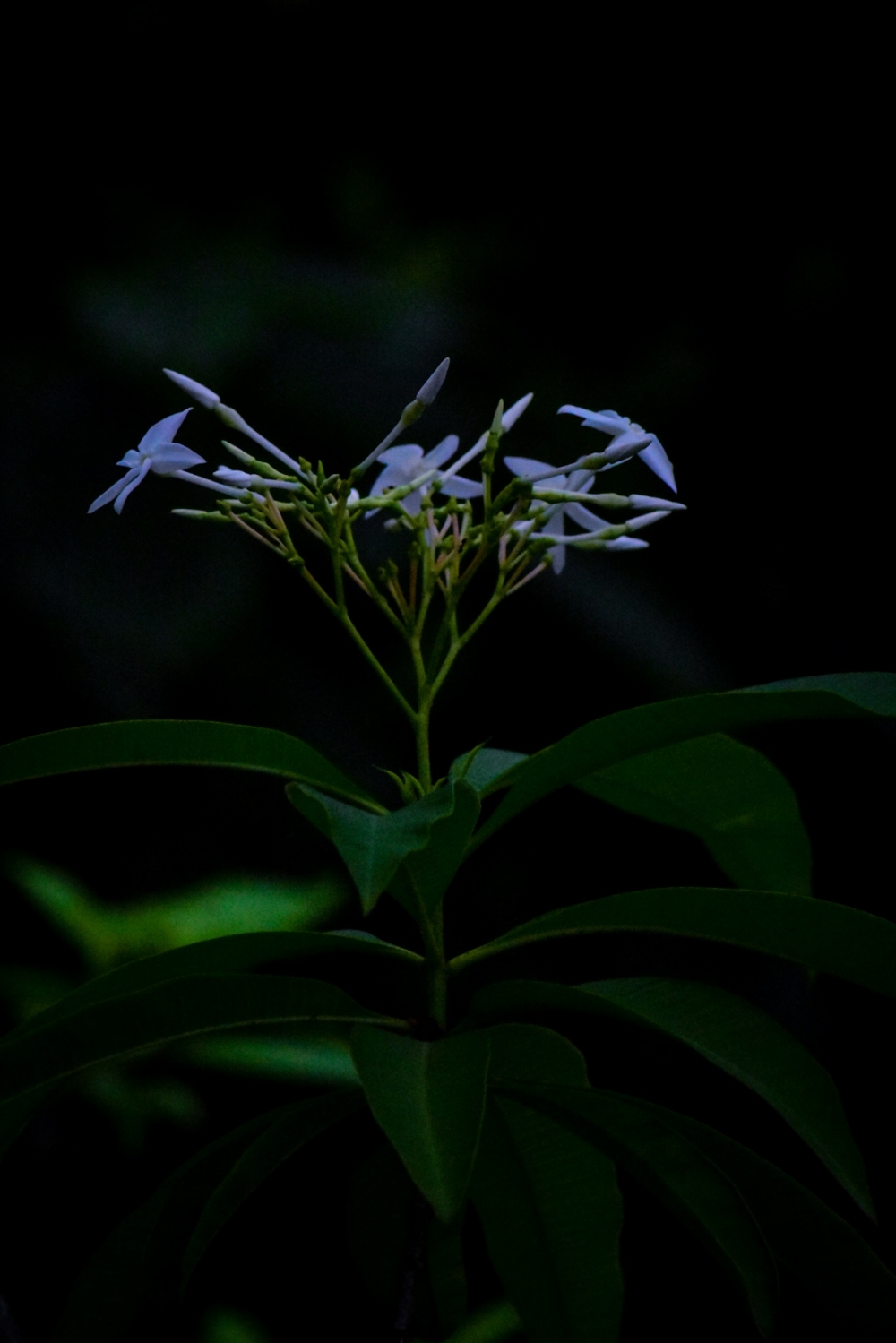 beauty of nature, Flower