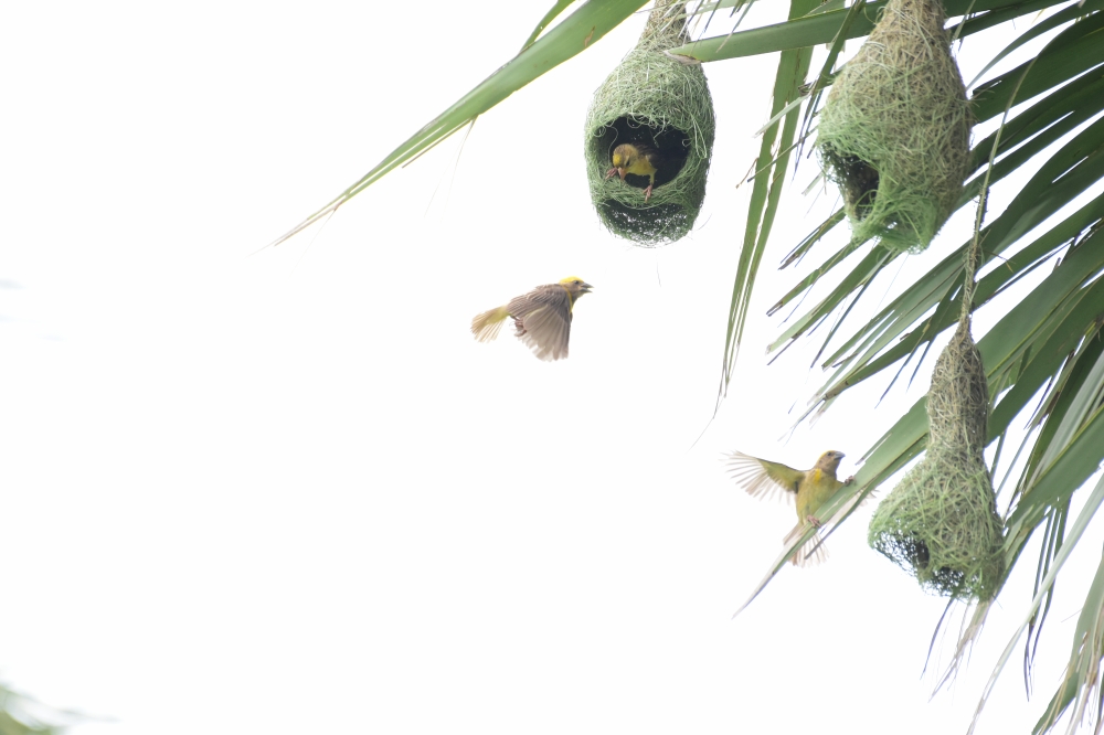 way, fly, Photography, race