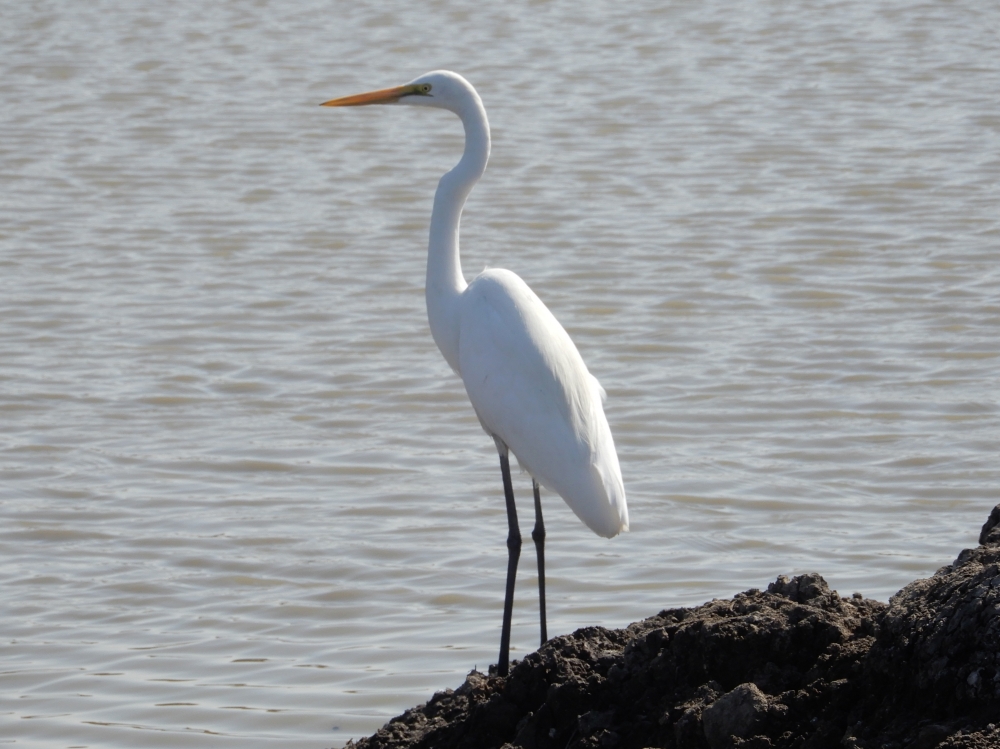 GREAT EGRET, Water, WHITE BIRDS, 