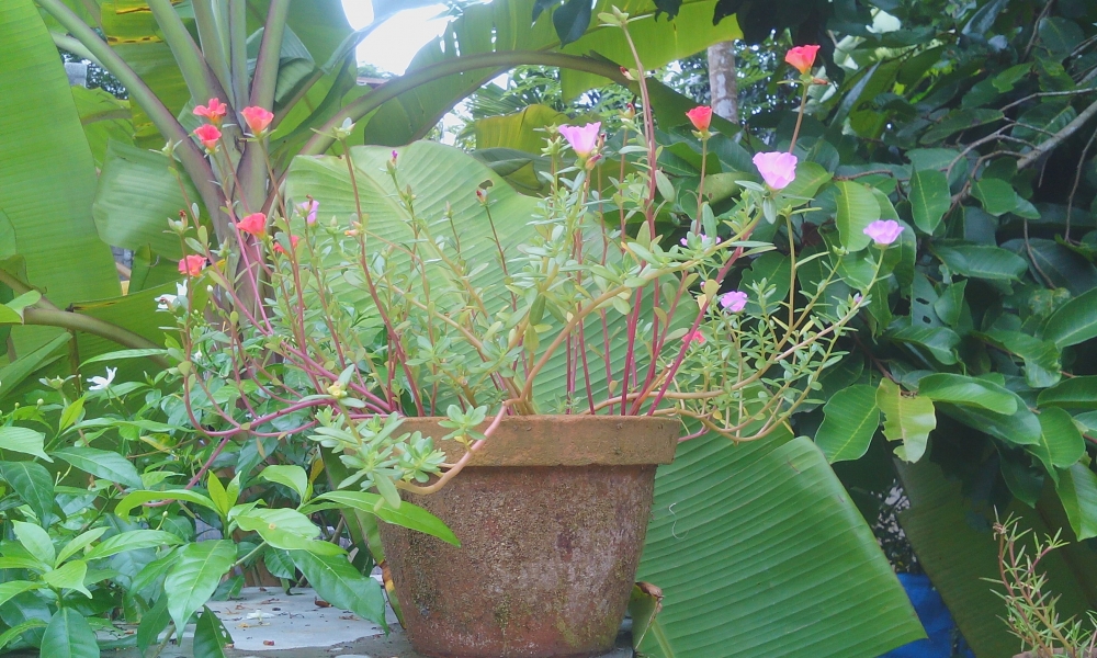 green plants, flowers, green pant, green plant flowers,flower,colorful flowers,mobile photography