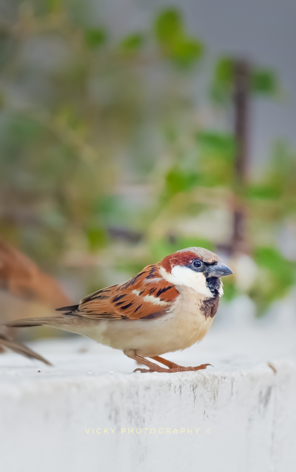 Sparrow , Bird photography, 