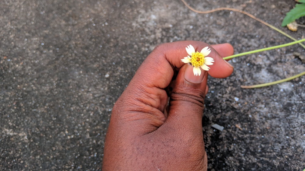 Flowers in my hand, #flower #rose #natural #beautiful #water_drop  #mobile_photography, 