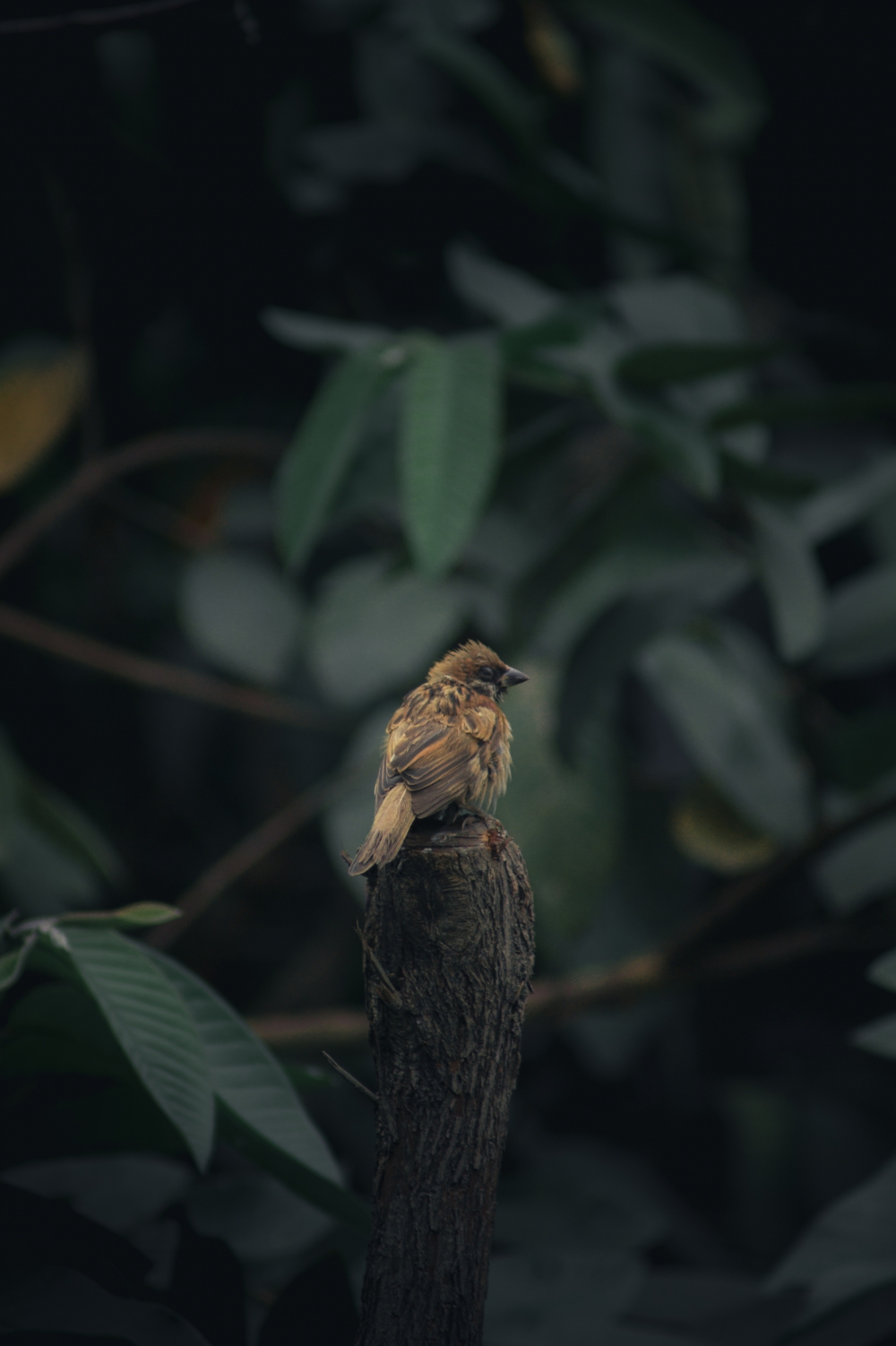 House sparrow, Bird, endangered