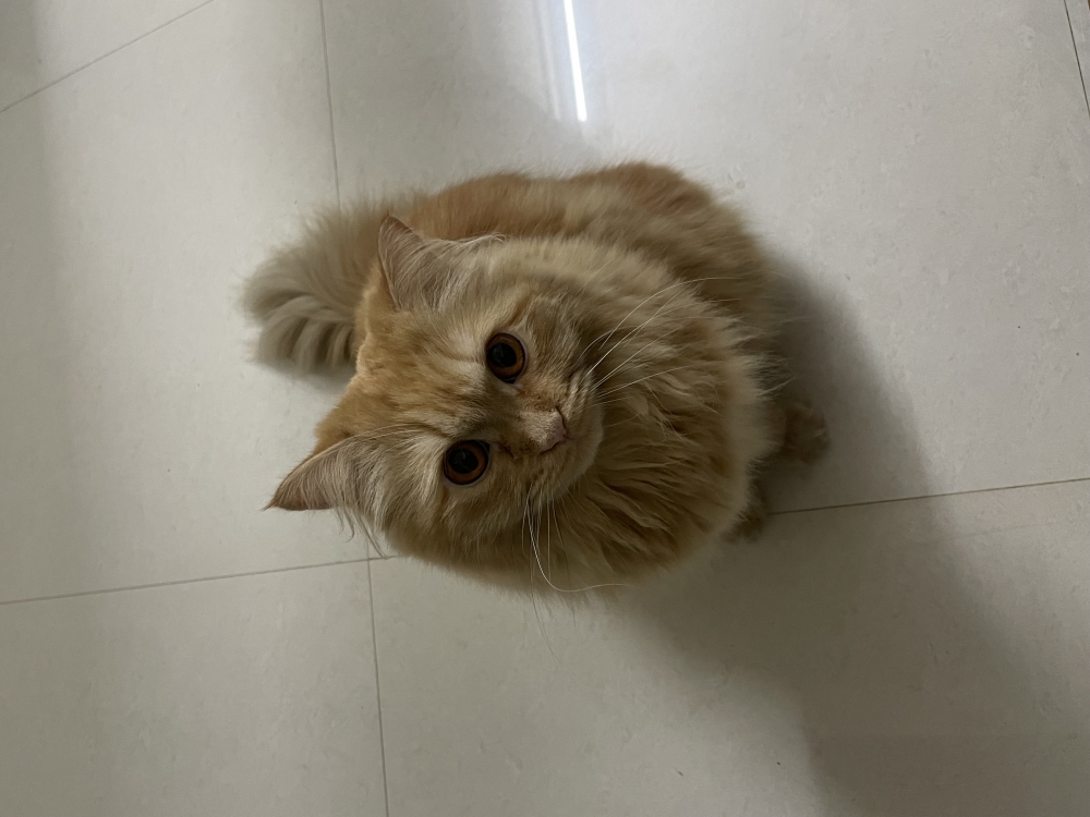 Persian cat, cutecat, Cat lover, cute