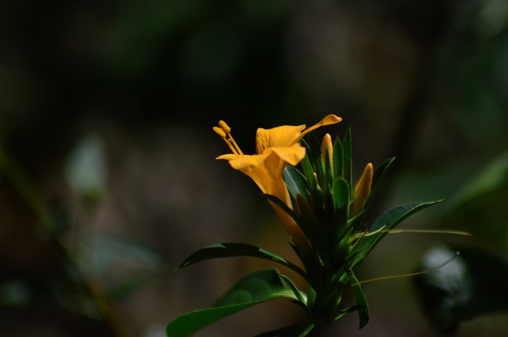 wild flowers, #Flowers #Nature #hdclicks #photooftheday #winter #background #fullHD #landscape #wildflowers, 