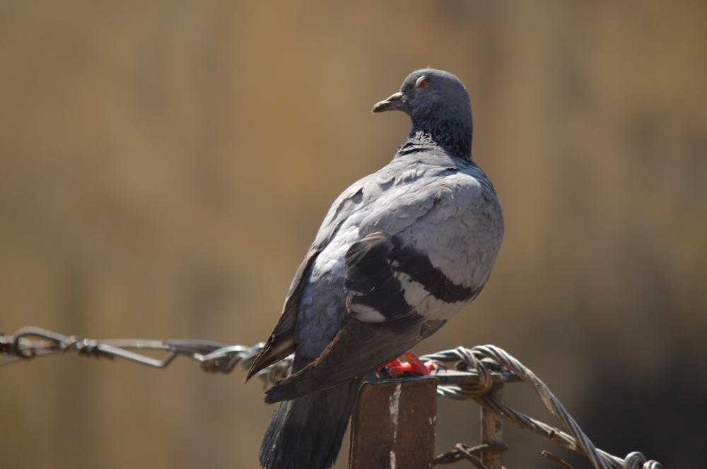 PIGEON  IN  SITTING ON ROOF  IN SUN, pigeon, bird, roof, roof top, fly,