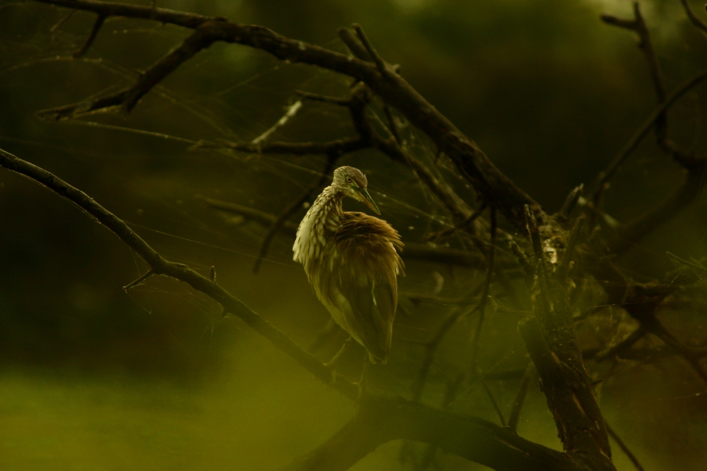 Bird Posing, #nature #photography #love #instagood #photooftheday #travel #sky #beautiful #art #naturephotography #like #landscape #sunset #photo #picoftheday #instagram #sun #beach #life #winter #sea #fun #cute #clouds #happy #naturelovers #summer #bhfyp, #nature #wallpaper #HD #stock #landscapes# stone#reflection#wild #forest #nationalpark, 