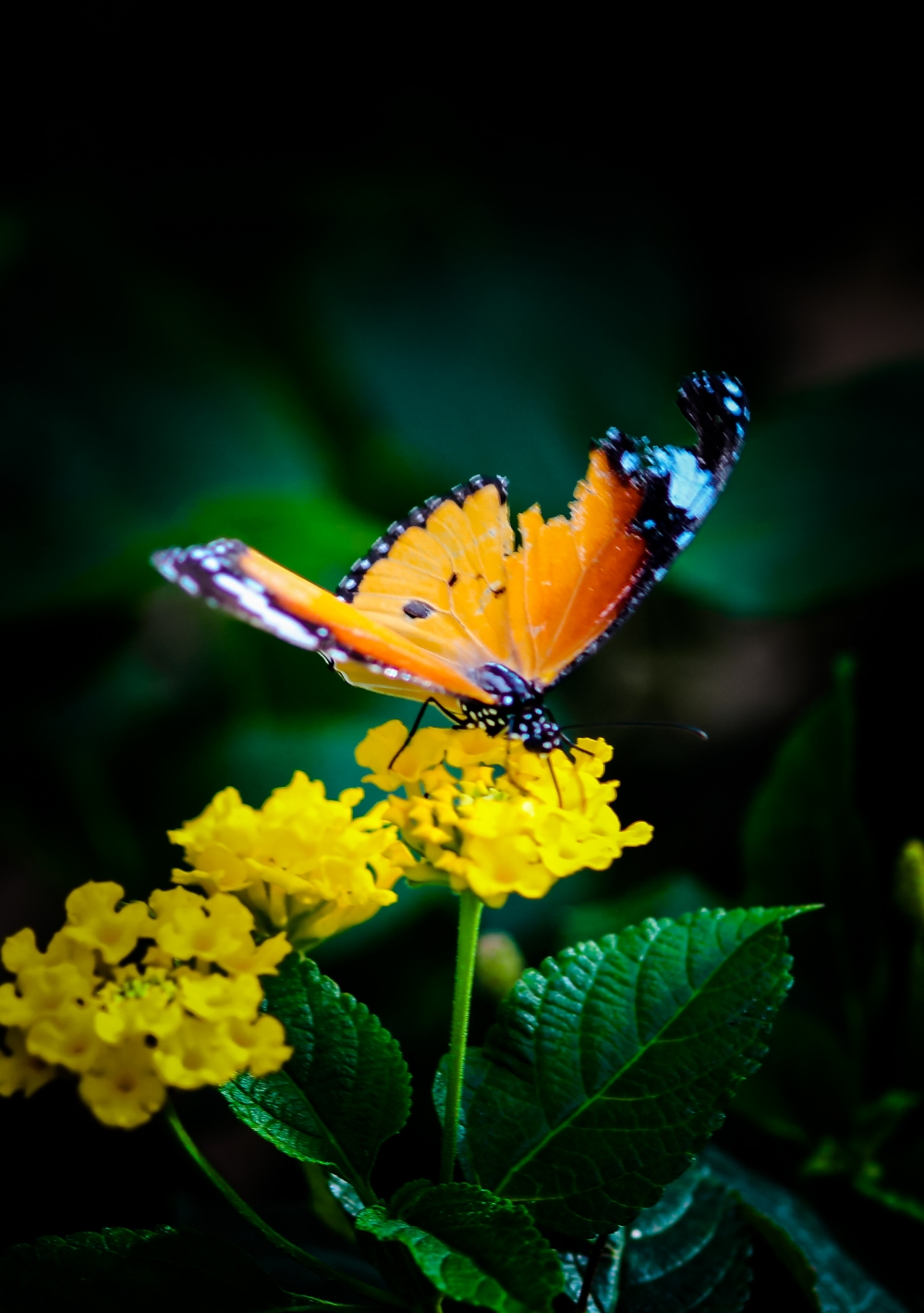 Fluttering wings, #pgclick#butter fly#flower#beauty#nature#fluttering wings#deep#bird lover#butter fly wing#wing