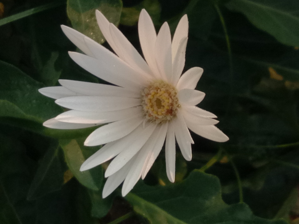 Flower, White Flower