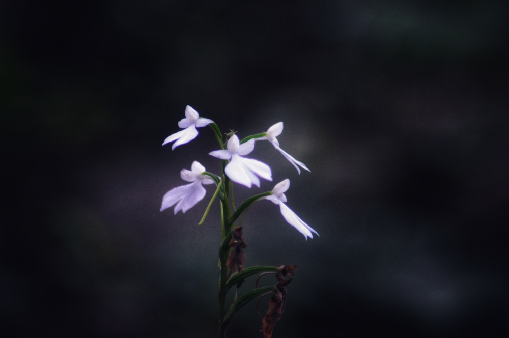 Wild flowers , #nature #photography #love #instagood #photooftheday #travel #sky #beautiful #art #naturephotography #like #landscape #sunset #photo #picoftheday #instagram #sun #beach #life #winter #sea #fun #cute #clouds #happy #naturelovers #summer #bhfyp,  bastar, jagdalpur, Chhattisgarh, India, Raipur, CG, Forest, Hills, Wildlife, kayak, kayaking, river, kangervalleynationalpark jagdalpur, people, landscape, Forest,