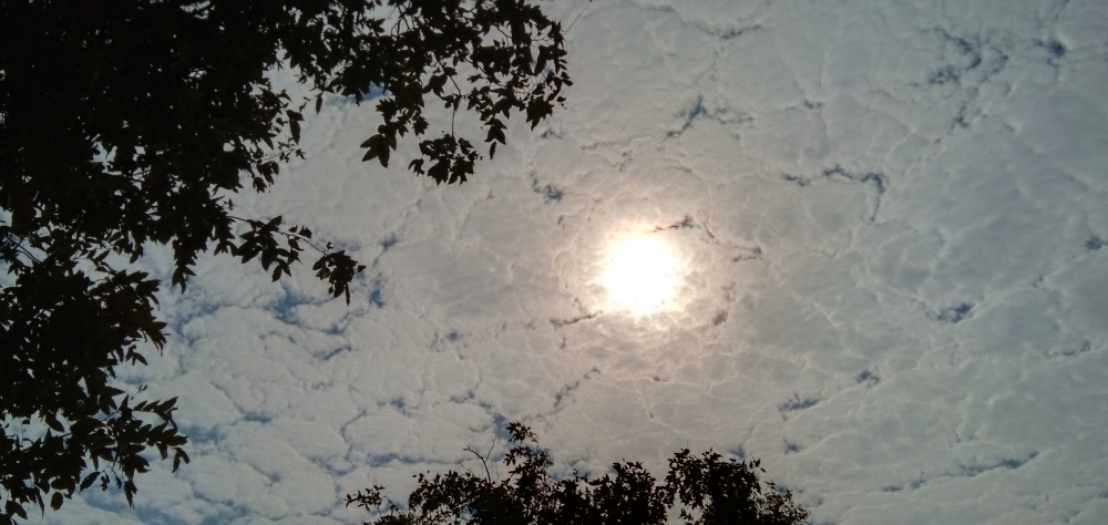 Sky, #sun #tree #sky #day #love #summer 