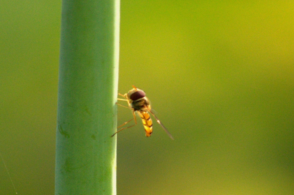 insect beauty, #nature#insect#nature#nikon