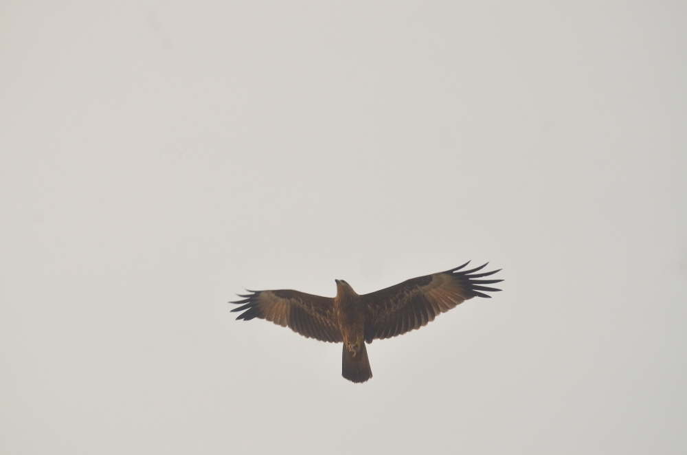 eagle fly, eagle,fly,bring fish,sky