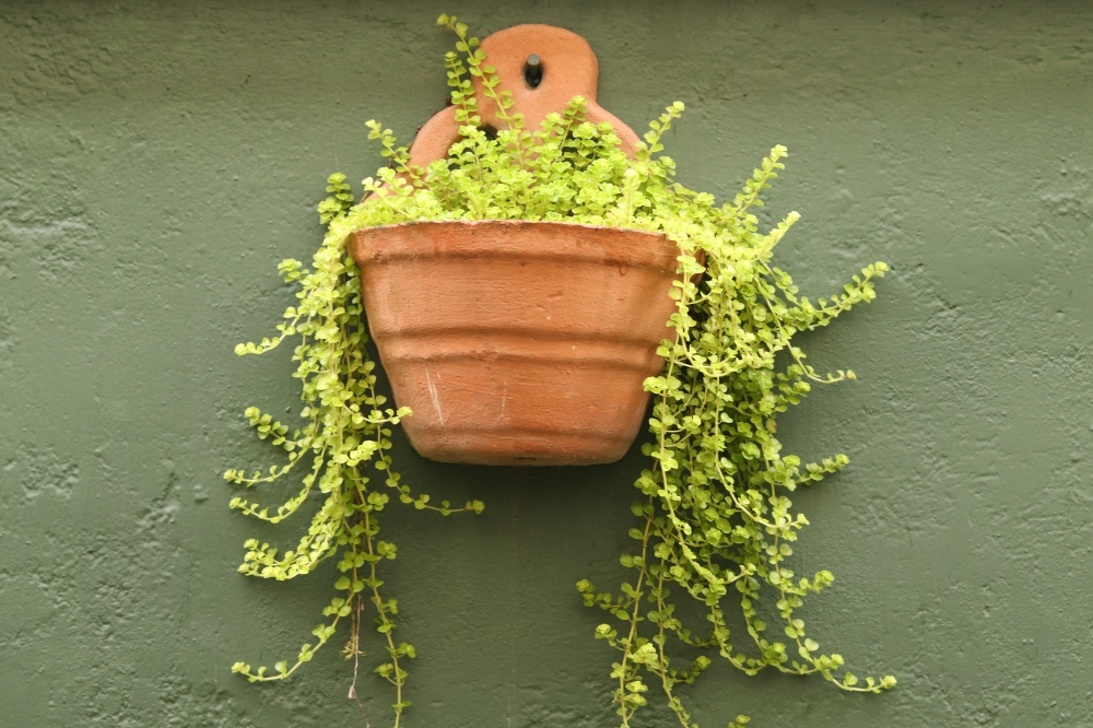 Flower pot, flower pot, green, wall, outdoor, creeper, beautiful