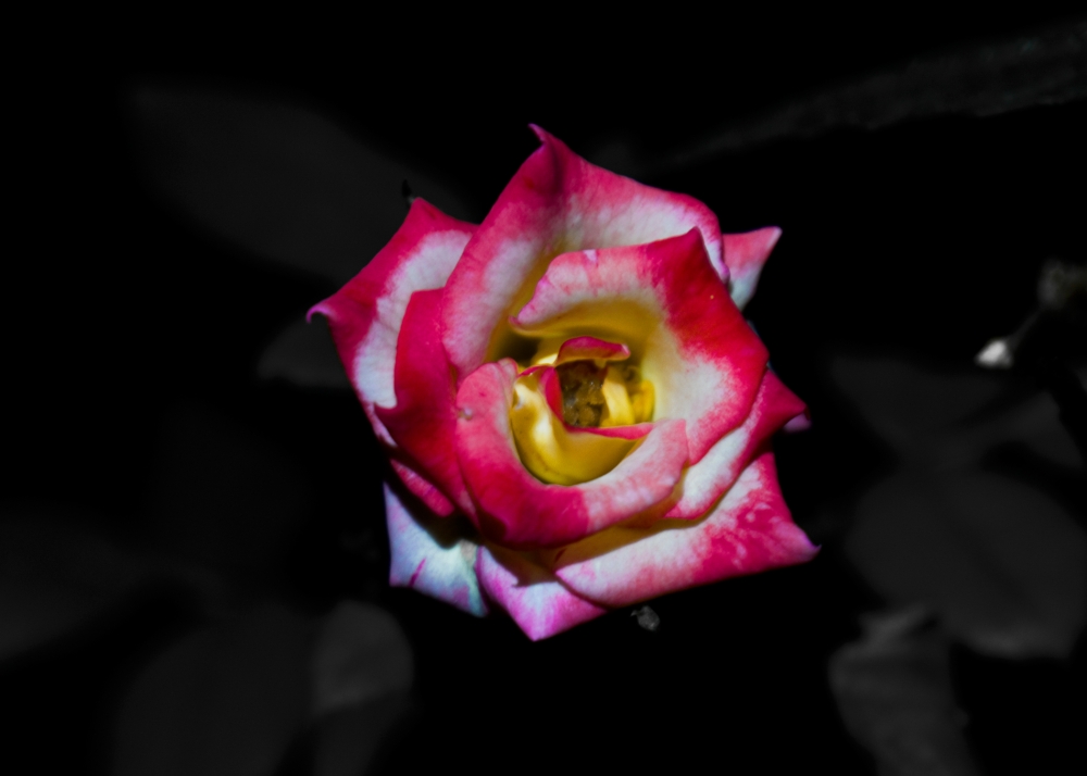 Rose, rose flower, Red, Photography, 