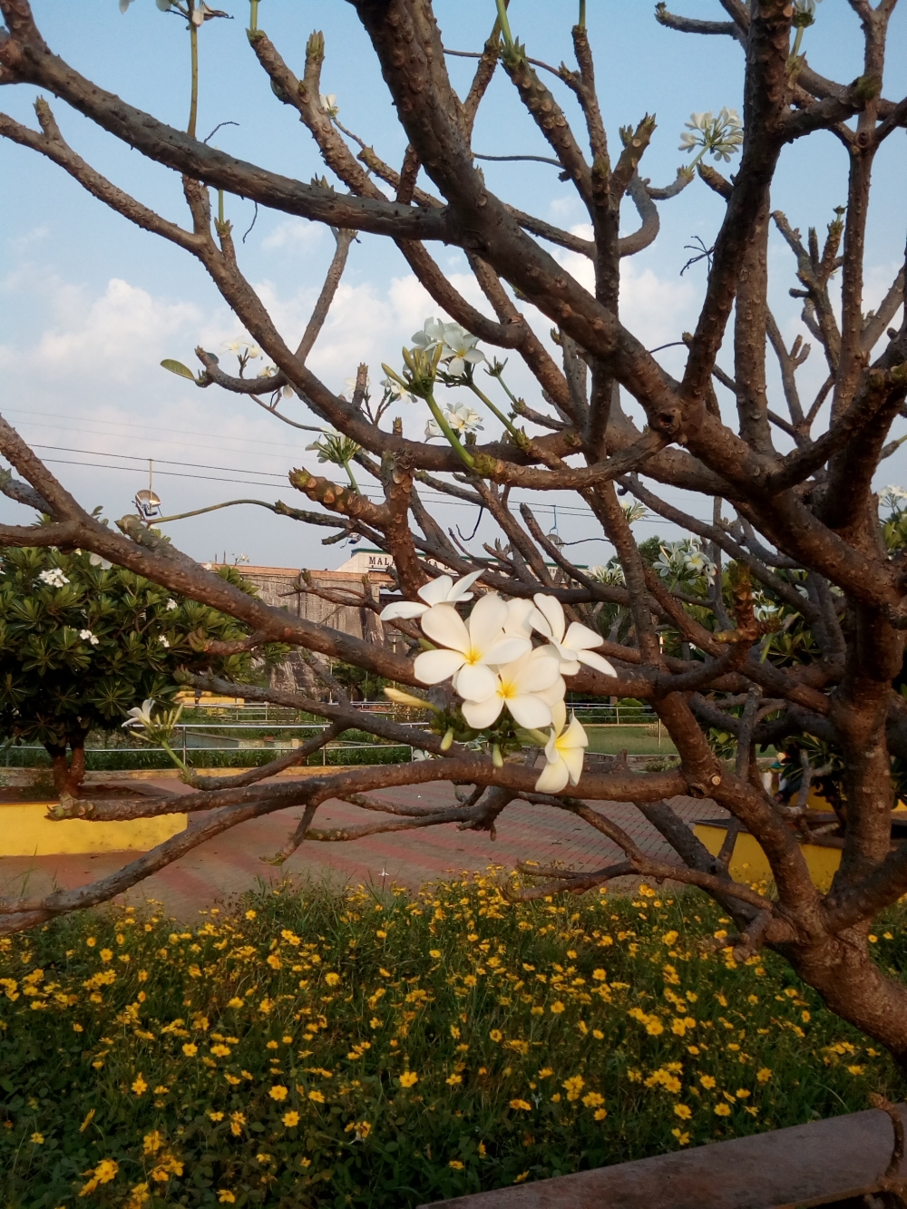 Blooming Flowers, #Flowers #Emptytree #ToughSun