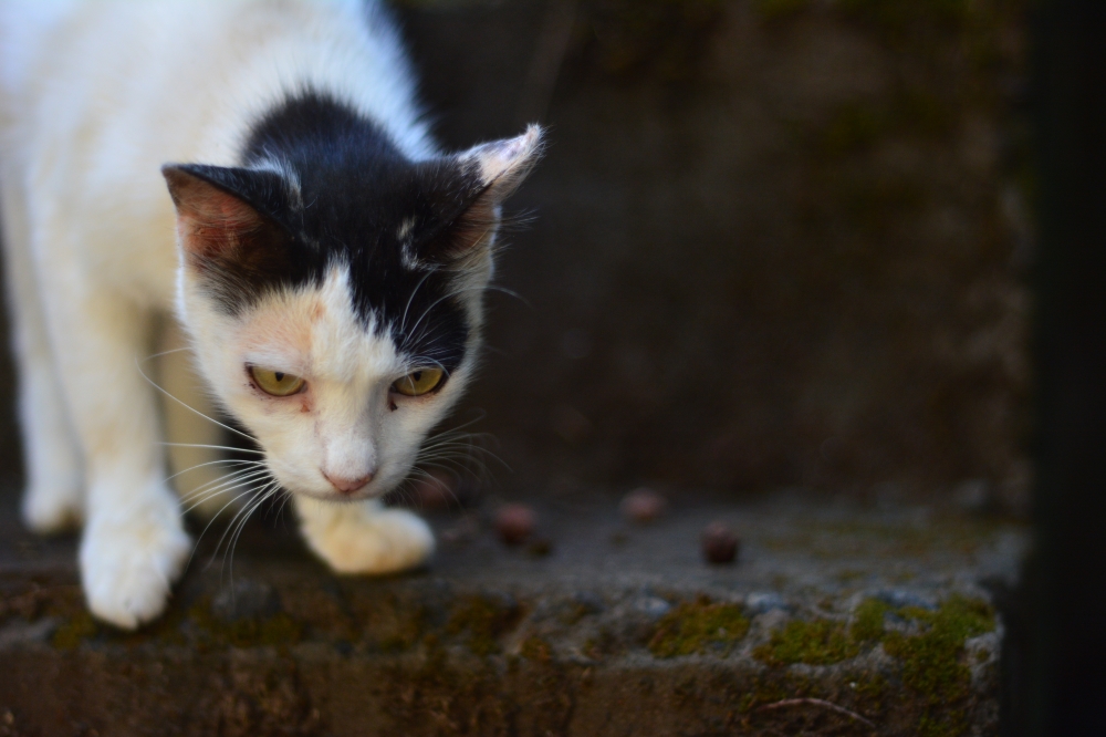 Cat looking, cat, Animal, pet, 