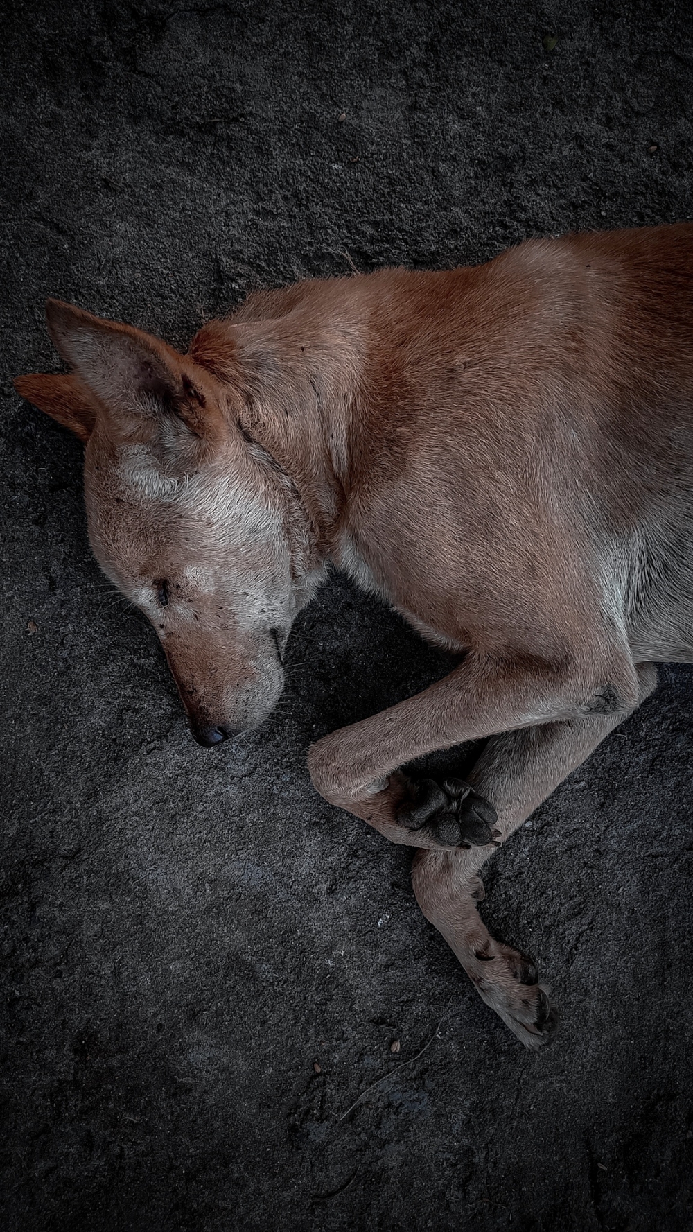 dog lover, #street_photography#bonding#spinning_wheel #togetherness#achive_goal, 