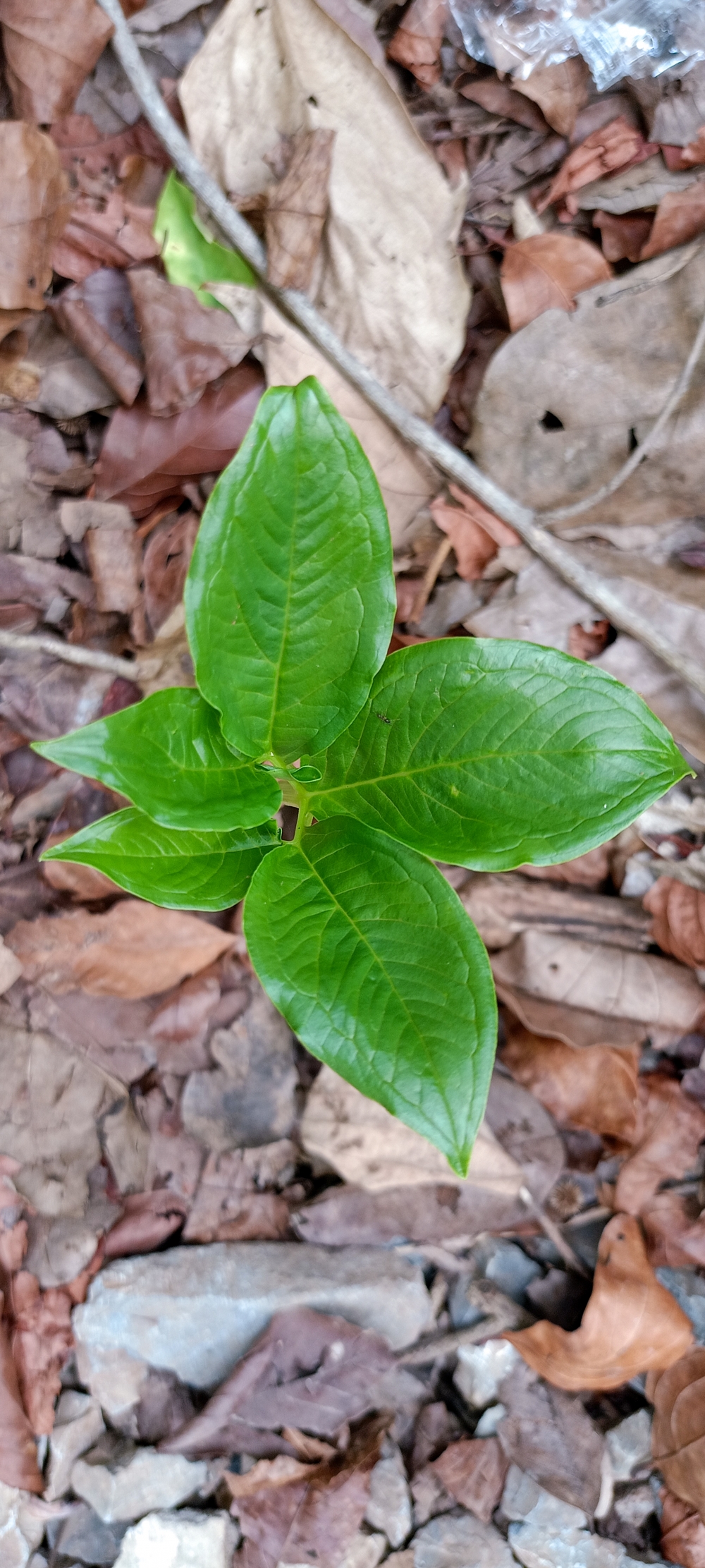 Plants, Plants, #nature #photography #love #instagood #photooftheday #travel #sky #beautiful #art #naturephotography #like #landscape #sunset #photo #picoftheday #instagram #sun #beach #life #winter #sea #fun #cute #clouds #happy #naturelovers #summer #bhfyp, summer tirathgarh waterfall waterfalls indianwaterfall  nationalpark kangervalleynationalpark Raipur CG forest HD wallpaper view kangervalley tirathgarh waterfall waterfalls jungle Bastar Chhattisgarh photosoftheday photo gallery wallpaper view kangervalley instapicture instagood viralpic, 