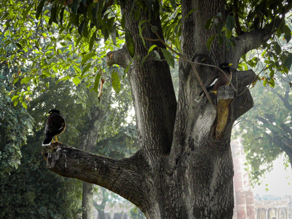 Myna Birds | Tree | Delhi , Myna bird, Tree, Birds, Animals, photography, Macro photography, 
